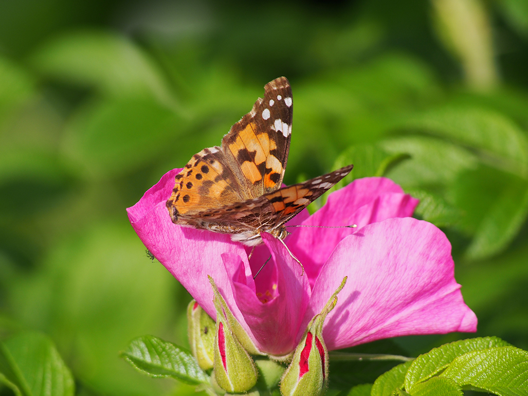 OLYMPUS DIGITAL CAMERA