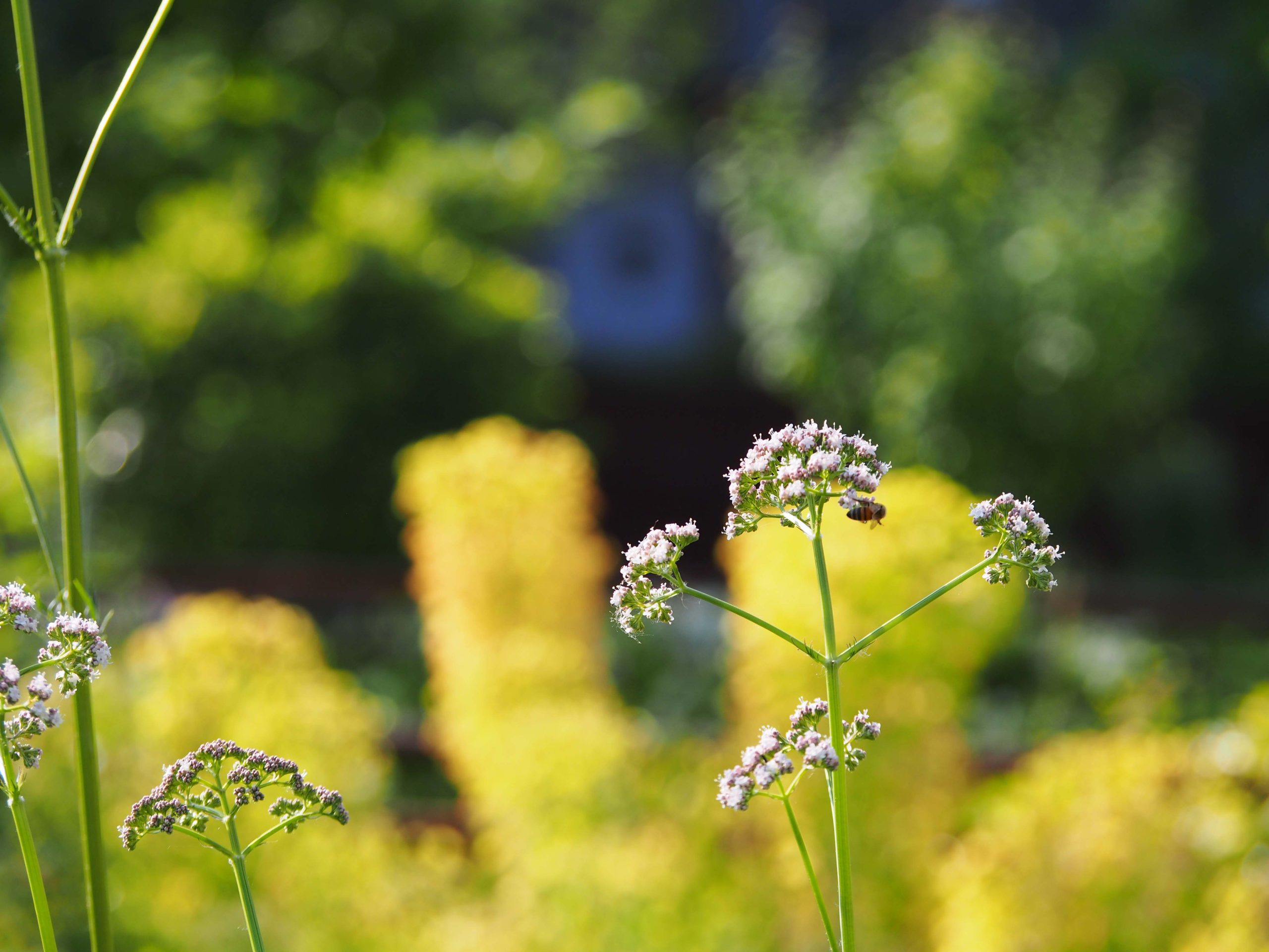 Forrest 20250514 (91).JPG