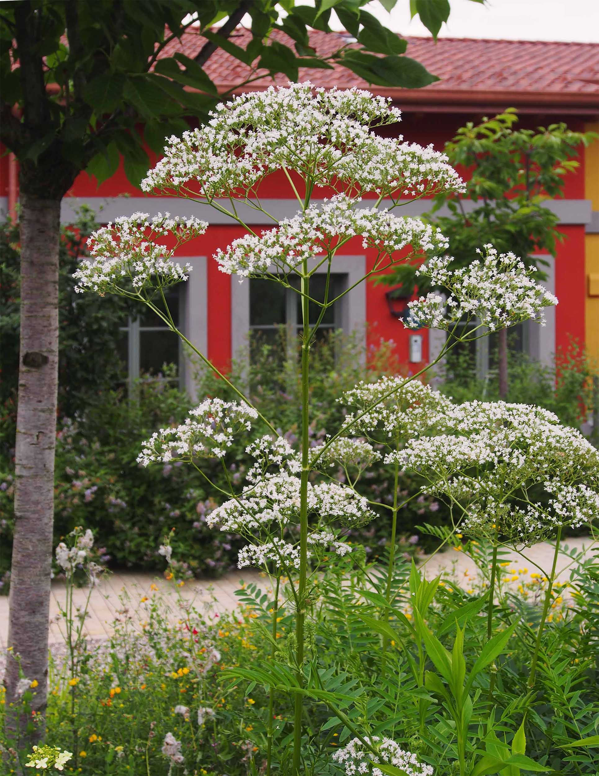 Forrest 20250606 (9).JPG